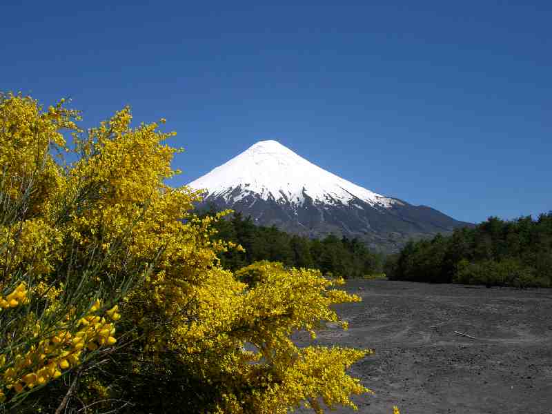 Blühender Ginster und Vulkan Osorno