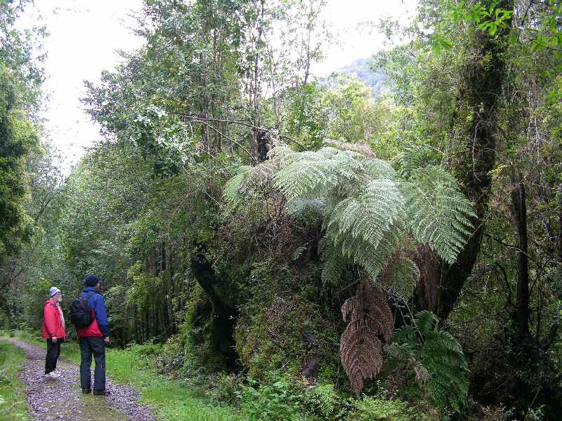 Nationalpark Alerce Andino
