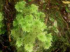 Hypopterygium arbuscula im Nationalpark Queulat