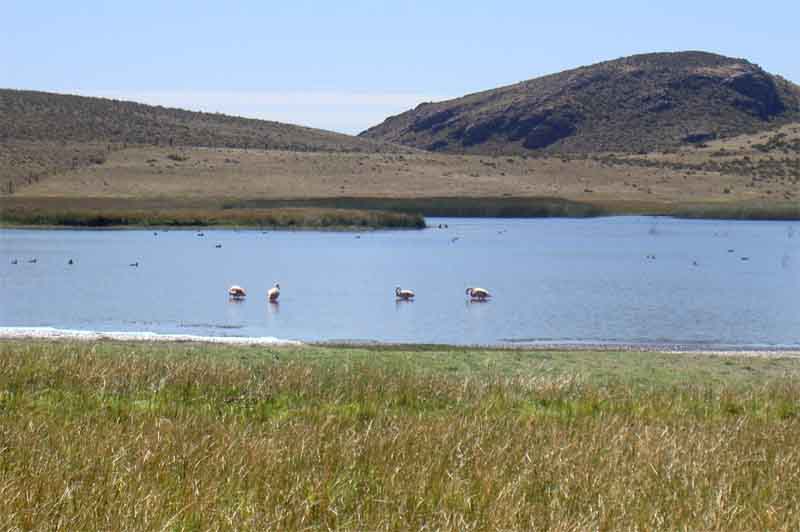 Flamingos in der Pampa