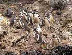 Pinguinos magallanicos